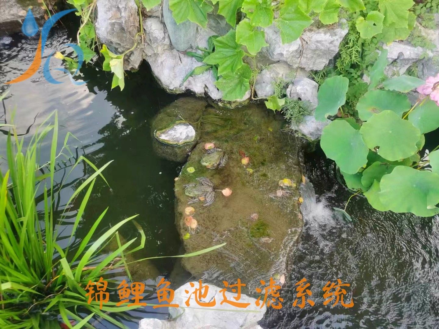 锦鲤鱼池过滤.jpg